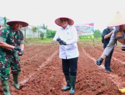 Perkuat Ketahanan Pangan, Bupati dan Unsur Forkopimda Gelar Tanam Raya Jagung Hibrida Serentak di Desa Ranca Iyuh