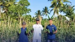 Lapas Sanana Panen 85 Kilogram Timun Hasil Pembinaan