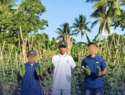 Lapas Sanana Panen 85 Kilogram Timun Hasil Pembinaan